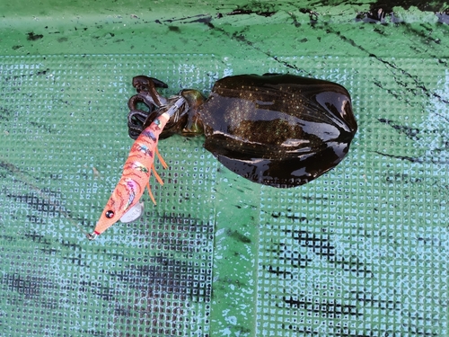 モイカの釣果