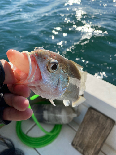 クログチの釣果