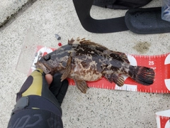 タケノコメバルの釣果