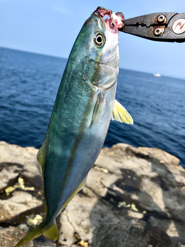 ワカシの釣果