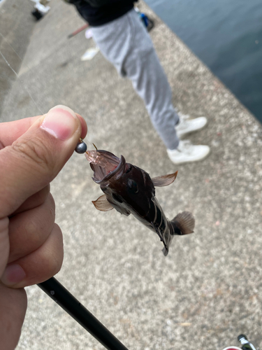 マハタモドキの釣果