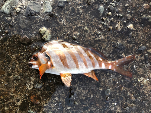 タカノハダイの釣果