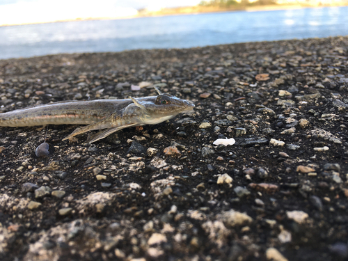 ネズミゴチの釣果