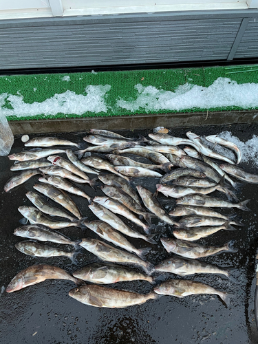 ホッケの釣果