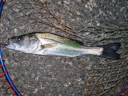 セイゴ（マルスズキ）の釣果