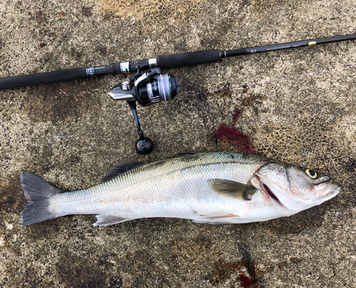 シーバスの釣果