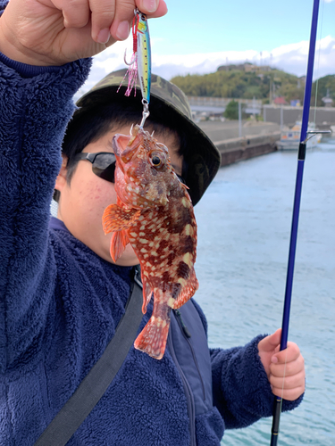 カサゴの釣果