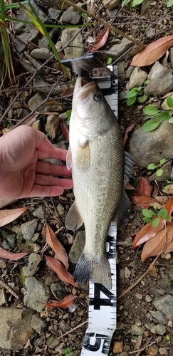 ブラックバスの釣果