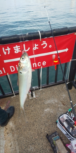 コノシロの釣果