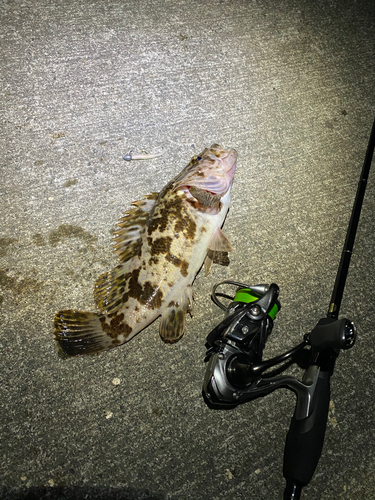 ベッコウゾイの釣果