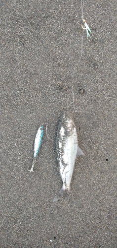 コノシロの釣果