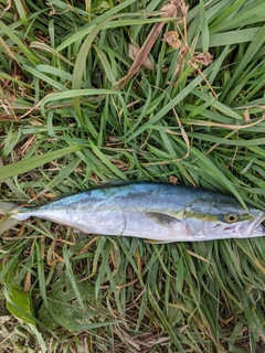 イナダの釣果