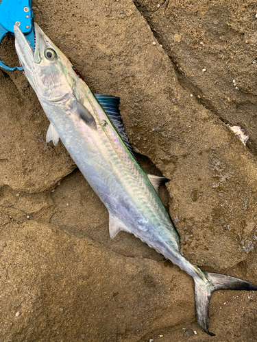 サゴシの釣果