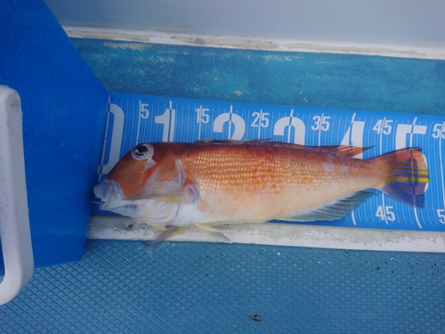 アマダイの釣果