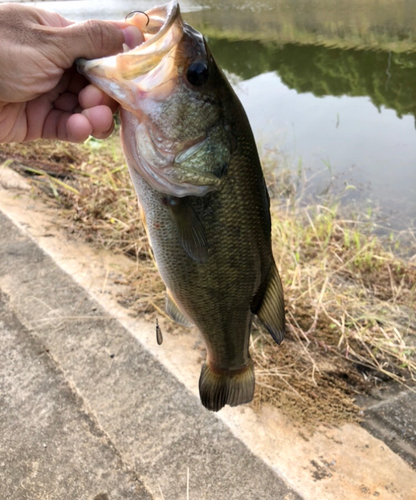 ラージマウスバスの釣果