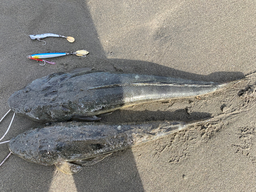 マゴチの釣果