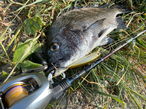 チヌの釣果