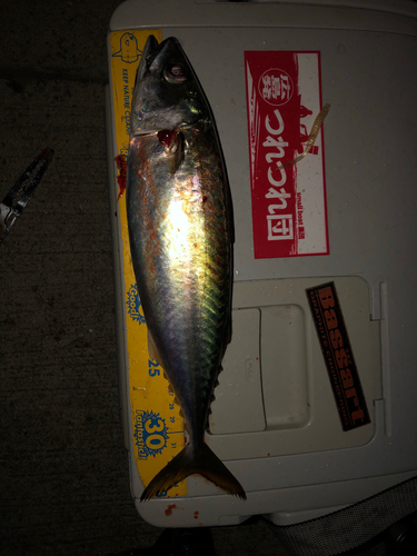 サバの釣果