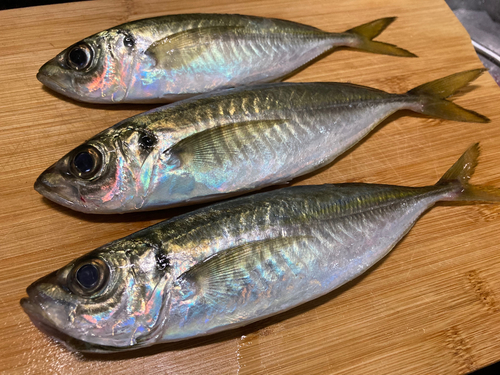 マアジの釣果