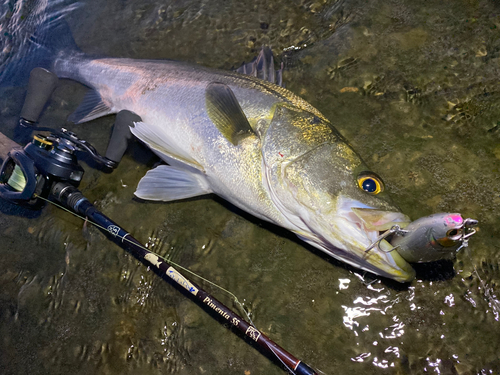 シーバスの釣果