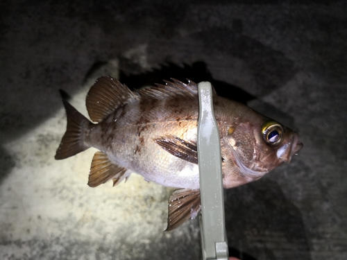 メバルの釣果