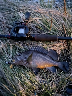 シマソイの釣果