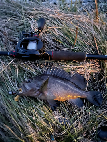 シマソイの釣果