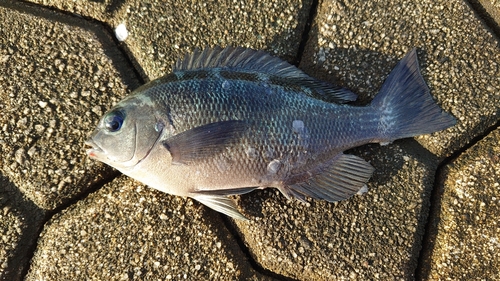 メジナの釣果