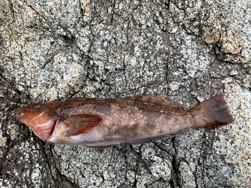 アイナメの釣果