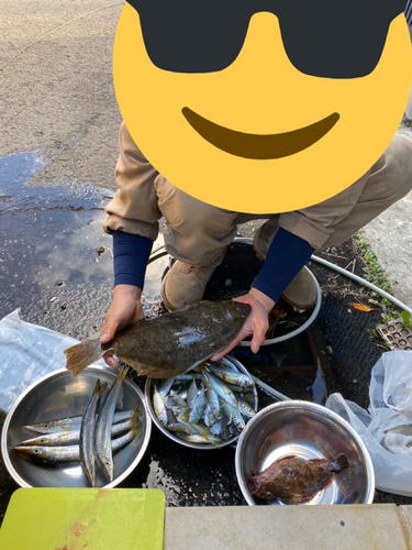 ヒラメの釣果