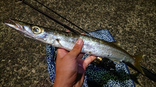 オオメカマスの釣果