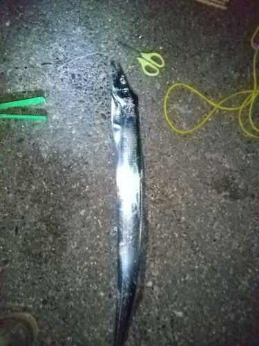 タチウオの釣果