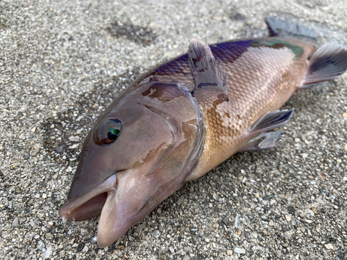 コブダイの釣果