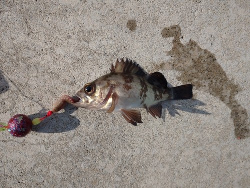 メバルの釣果