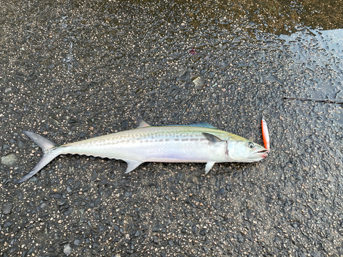 サゴシの釣果