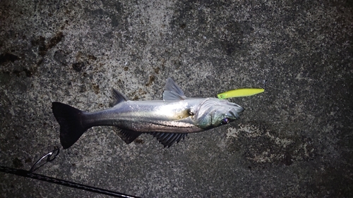 セイゴ（マルスズキ）の釣果