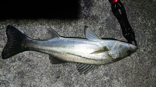 セイゴ（マルスズキ）の釣果