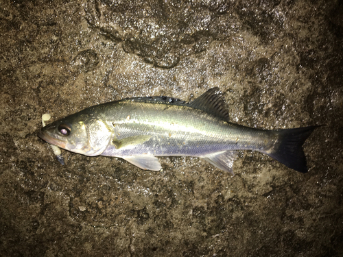 セイゴ（マルスズキ）の釣果