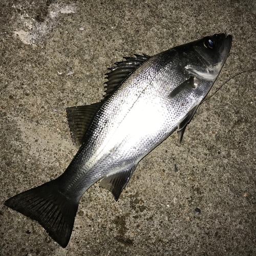 スズキの釣果