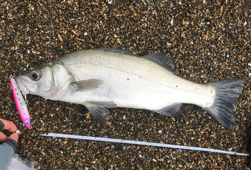 フッコ（ヒラスズキ）の釣果