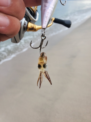 イカの釣果