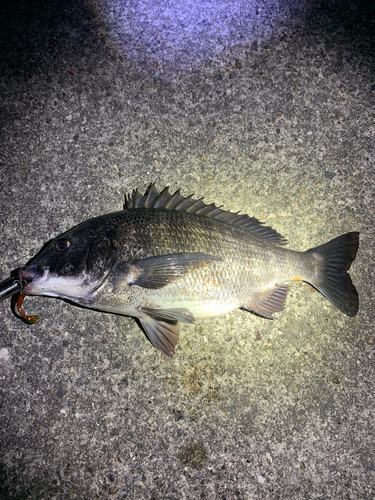 チヌの釣果