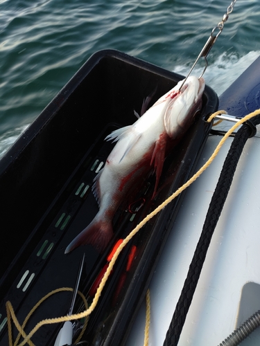 マダイの釣果