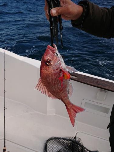 マダイの釣果