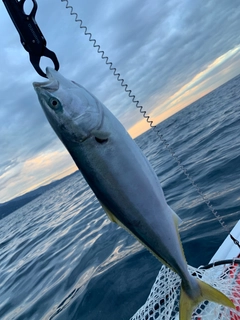 ワラサの釣果