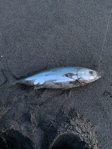 ワラサの釣果