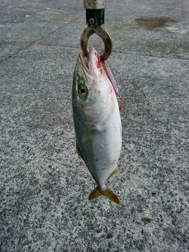 ハマチの釣果