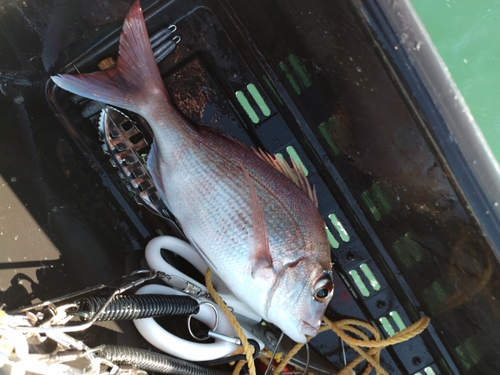 マダイの釣果