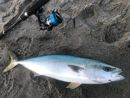 ワラサの釣果