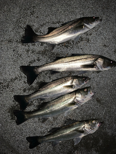 シーバスの釣果